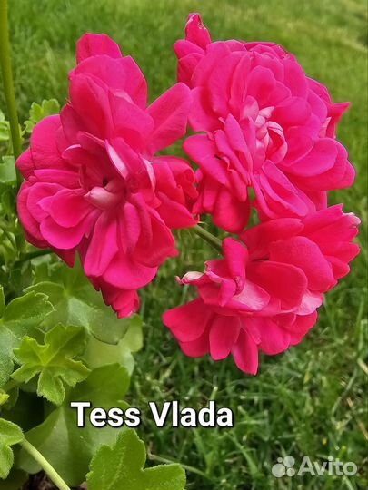 Пеларгония герань сортовая