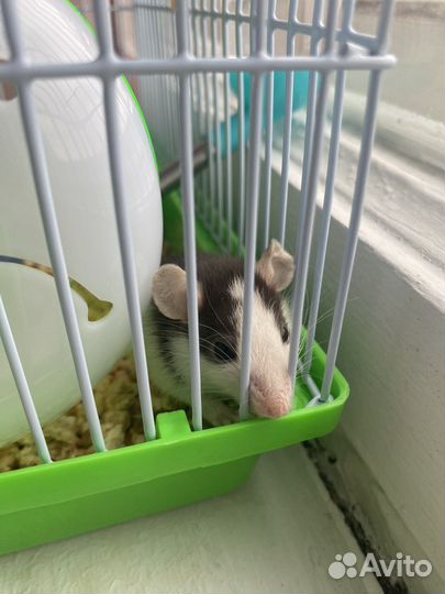 Крыса дамбо