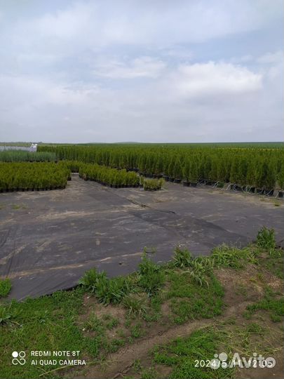 Ель голубая, туи