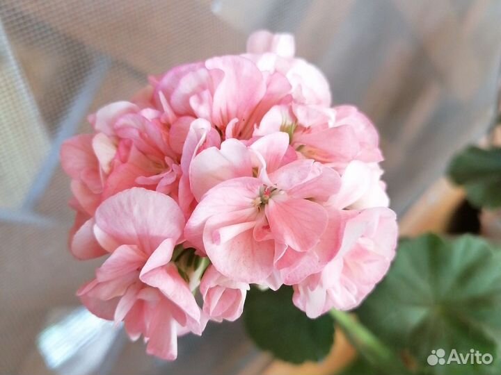 Кодеум и герань, цену уточняйте