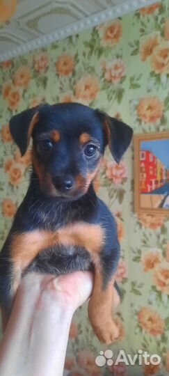 Милые щенки