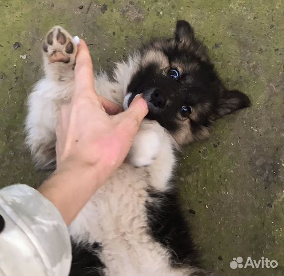 Малышка в добрые руки