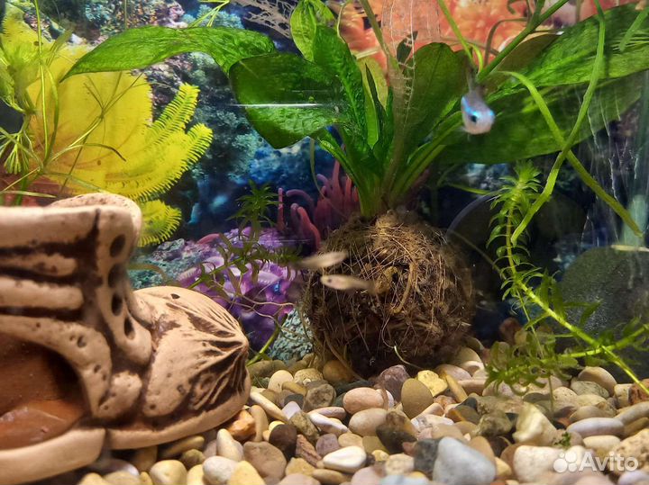 Мальки гуппи бесплатно