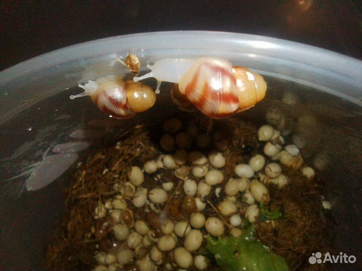 Улитки ахатины альбино
