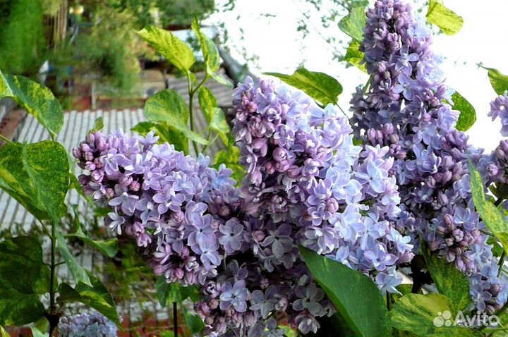 Сирень обыкновенная Аукубафолия. Аукубафолия Aucubaefolia Шено сирень. Сирень Аукубафолия на штамбе. Сирень продается в цветочном. Сирень даром