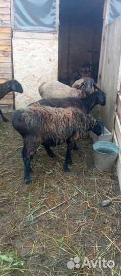 Курдючные бараны овцы