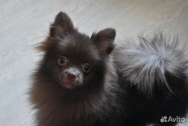 Шпиц - мальчик шоколад