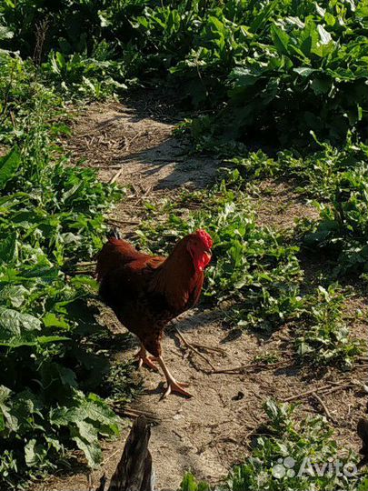 Петух молодой