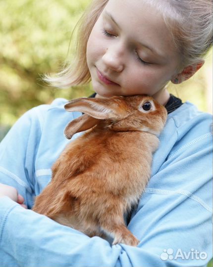 Передержка животных в клетке