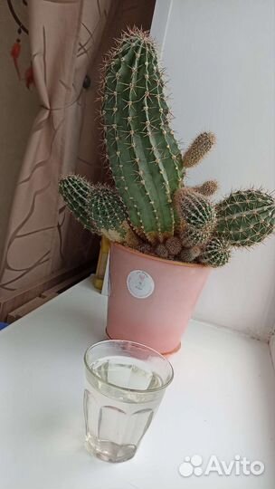 Шикарный Кактус