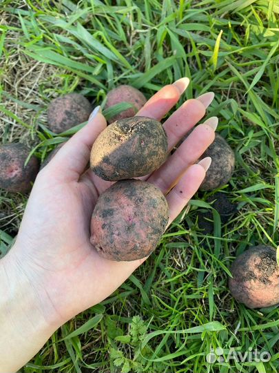 Картофель мелкий на корм
