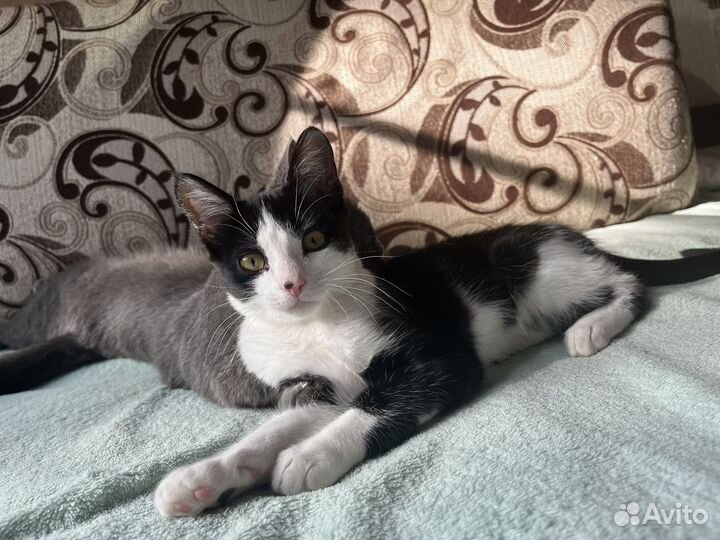 Отдам в добрые руки котенка
