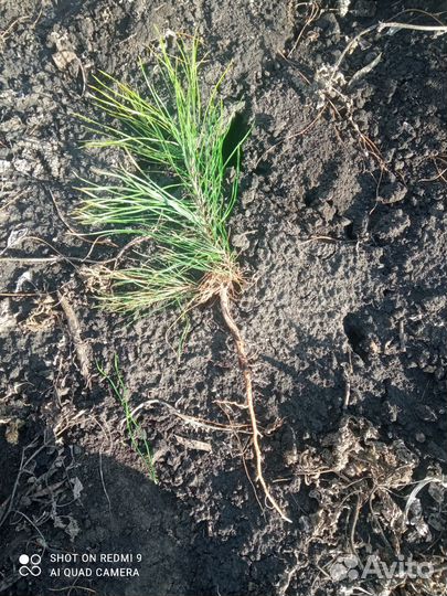 Сеянцы сосны