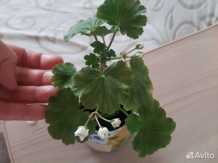 Пеларгония April Snow