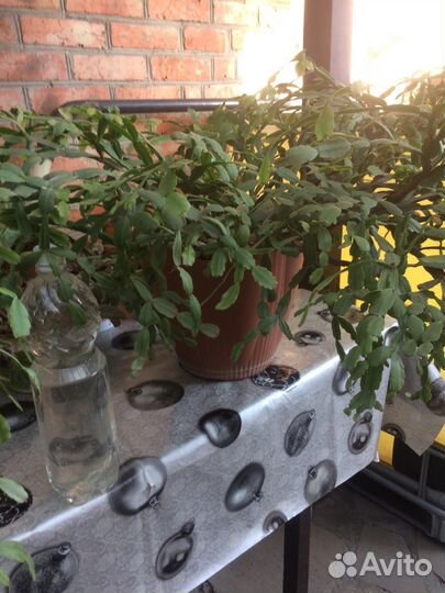 Декабрист шлюмбергера цветы розового цвета