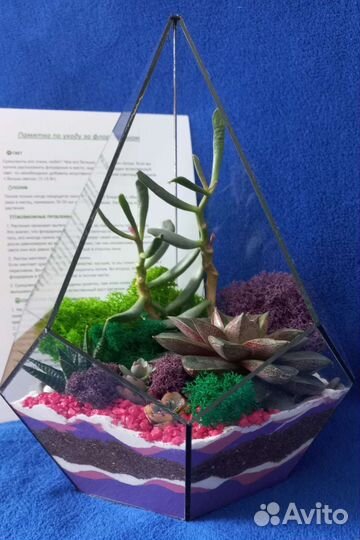 Флорариум суккуленты
