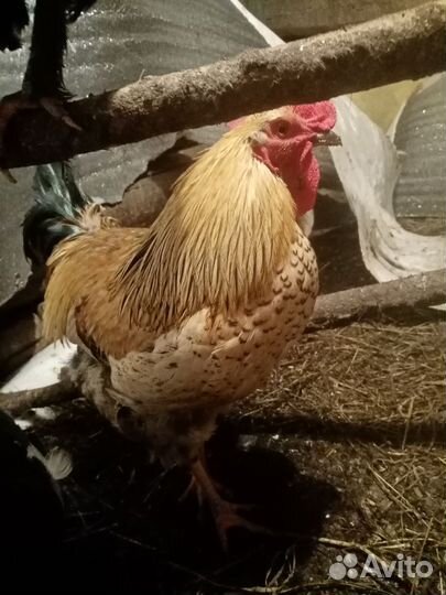 Молодые Петухи