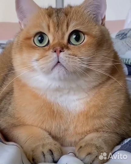 Кошка в дар