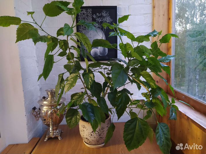 Гибискус (китайская роза)