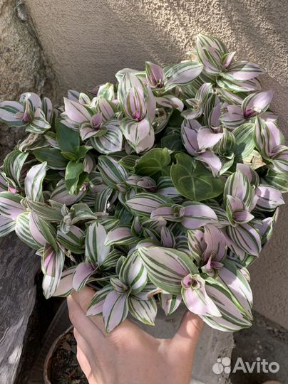 Комнатные растения