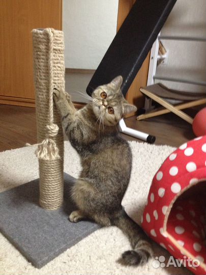 Добрый котёнок экзот