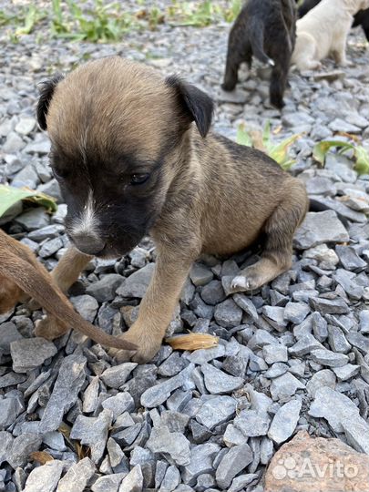 Щенки стаффорда