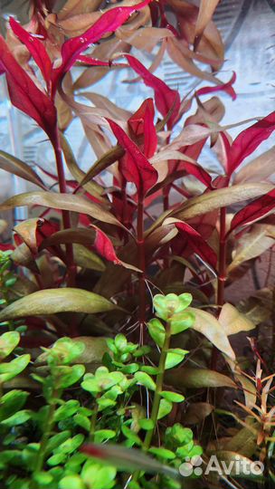 Аквариумные растения