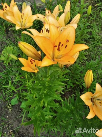 Цветы лилии садовые