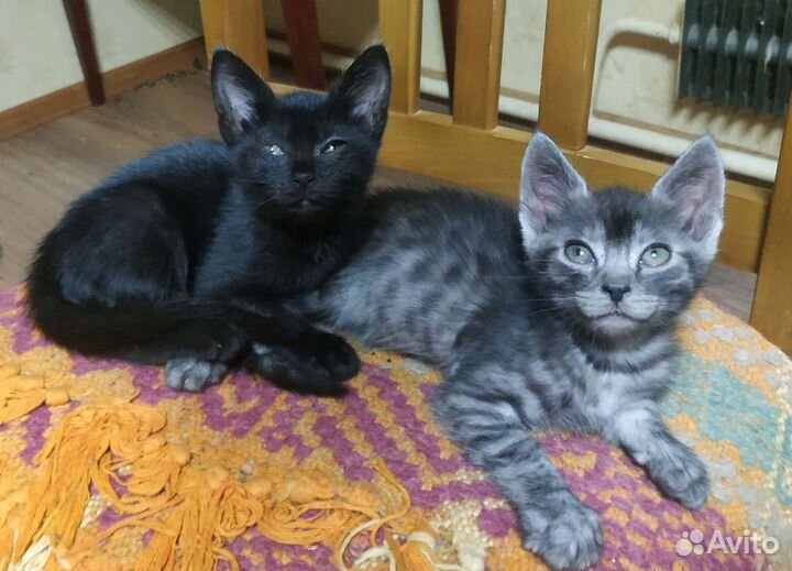 Котенок в дар бесплатно