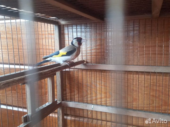 Птица щегол