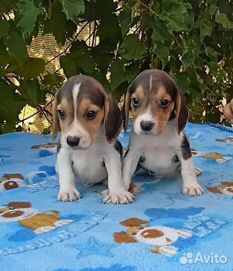 Щенки бигль