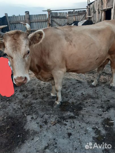 Продам корову