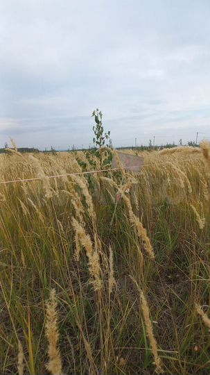 Участок 6 сот. (ИЖС)