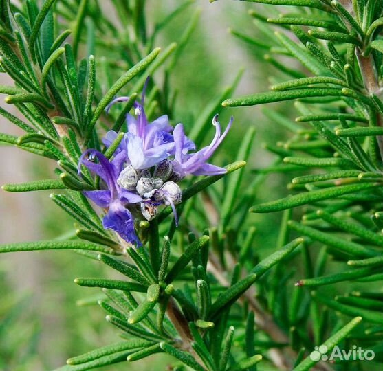Розмарин вечнозеленый кустарник