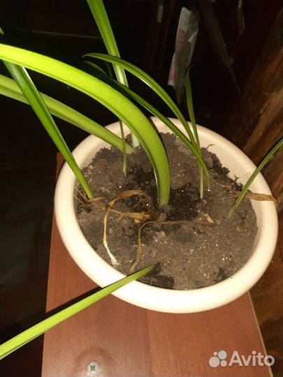 Гиппиаструм