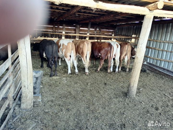 Продам бычков оптом