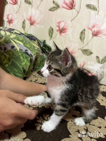 Отдам в добрые руки