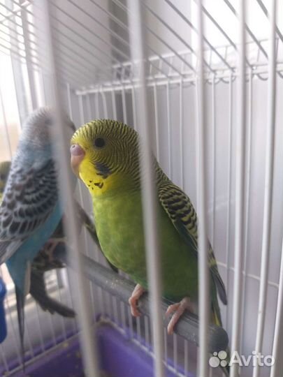 Волнистый попугай