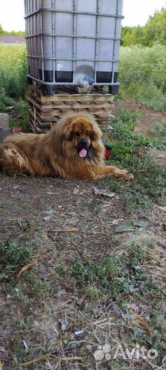 Вязка тибетский мастиф