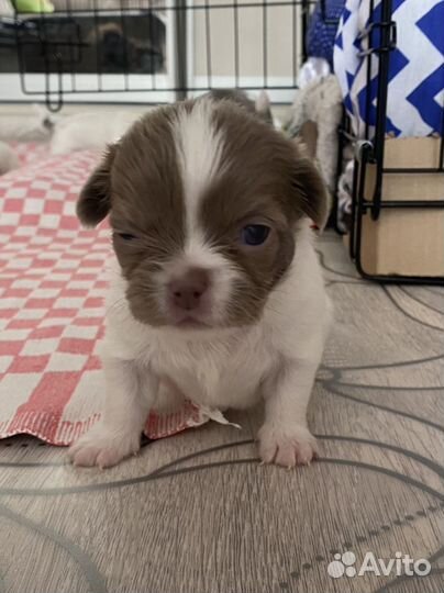 Щенки чихуахуа