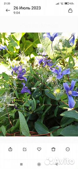 Клематис цельнолистный