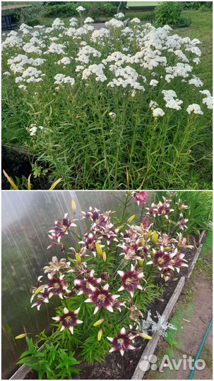 Многолетние садовые растения