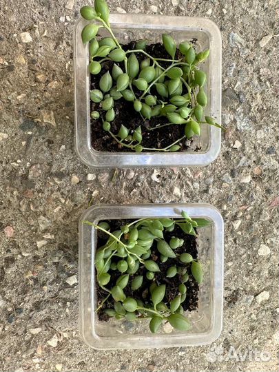 Крестовник