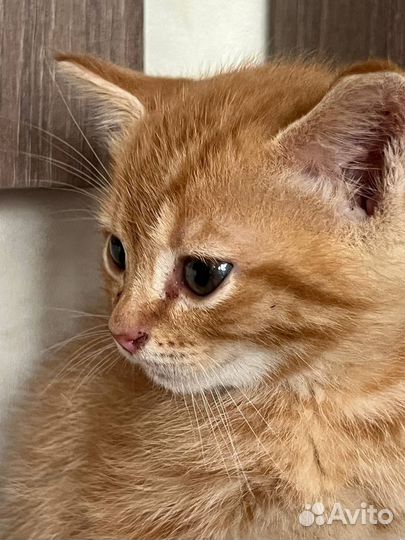 Котенок в добрые руки