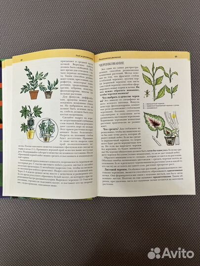 Комнатные растения