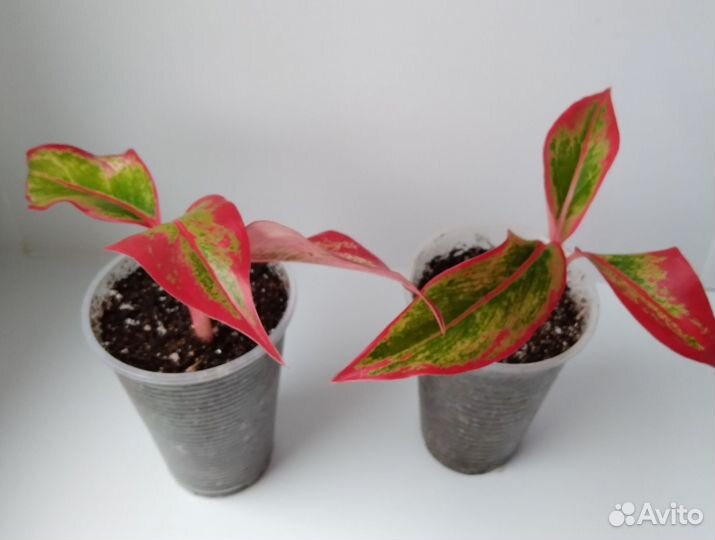 Аглаонема крит