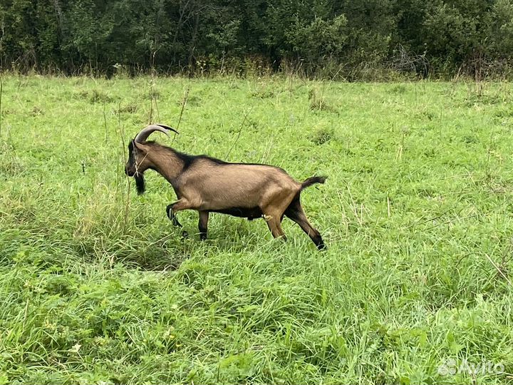Коза дойная