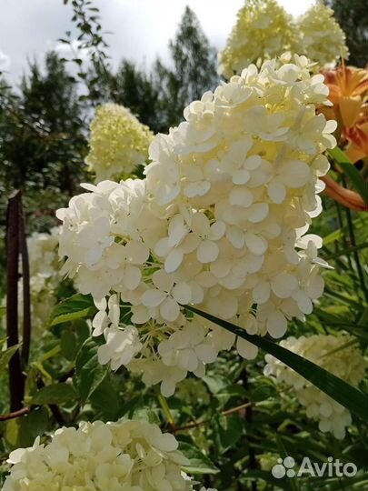 Гортензия метельчатая черенки