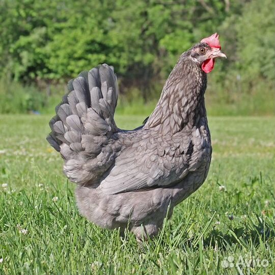 Олив эггеры, инкубационное яйцо