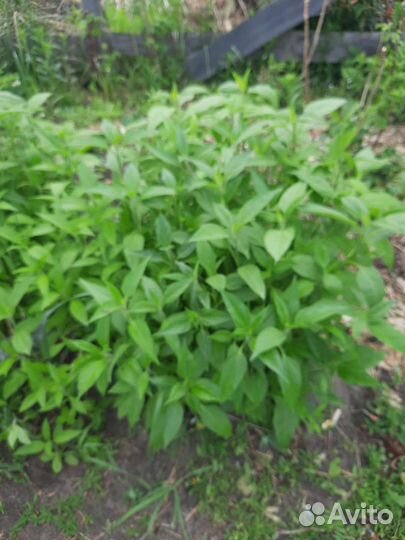 Топинамбур, аспарагус